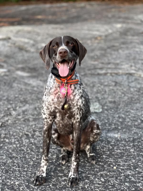 /Images/uploads/Southeast German Shorthaired Pointer Rescue/segspcalendarcontest/entries/31187thumb.jpg